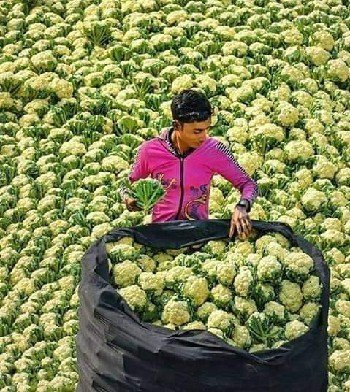 محصول القرنبيط